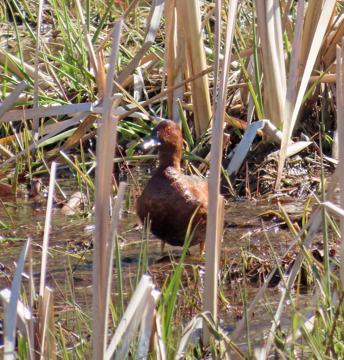 Cinnamon Teal - Spatula cyanoptera - Media Search - Macaulay Library ...