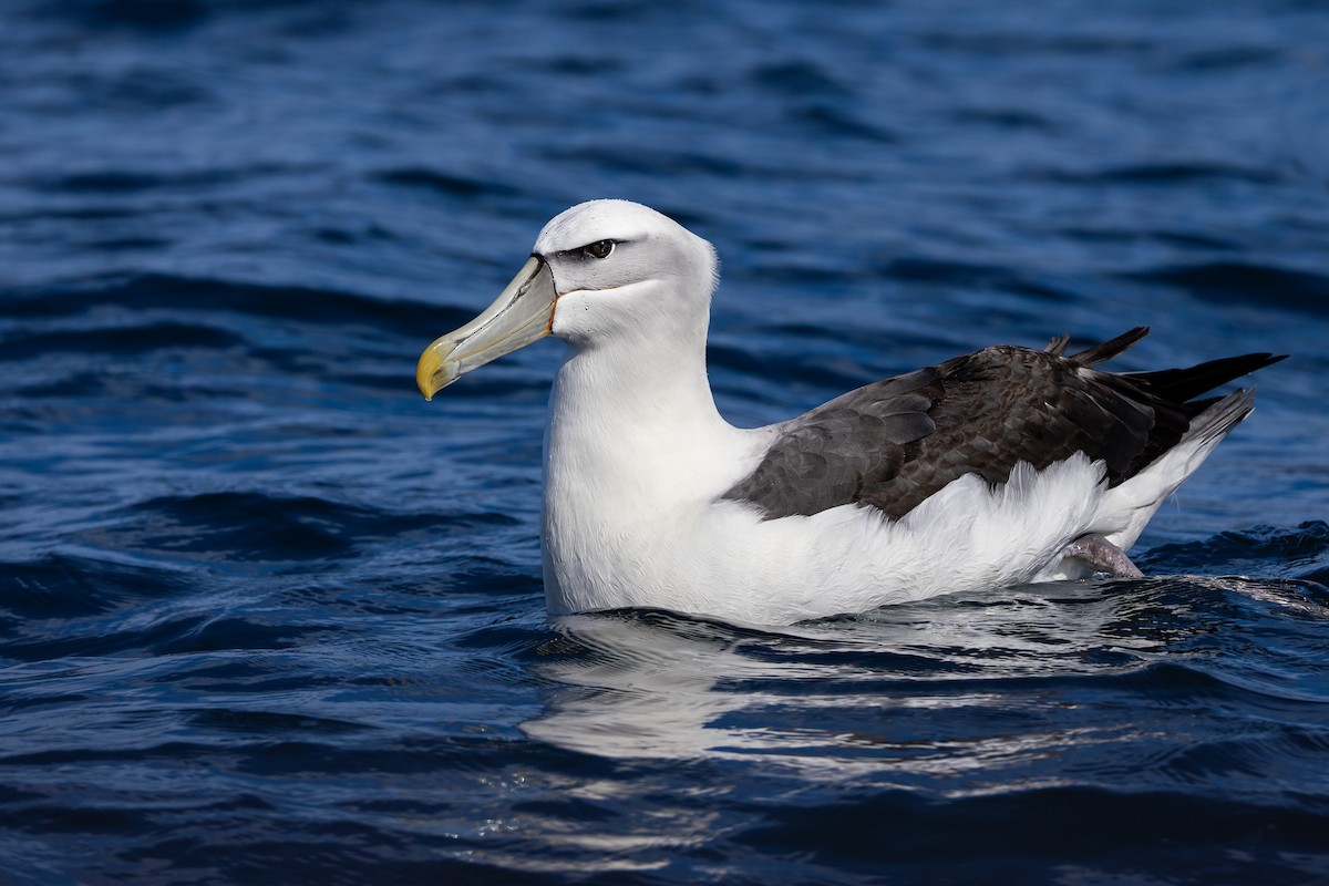 White-capped Albatross - ML616951346