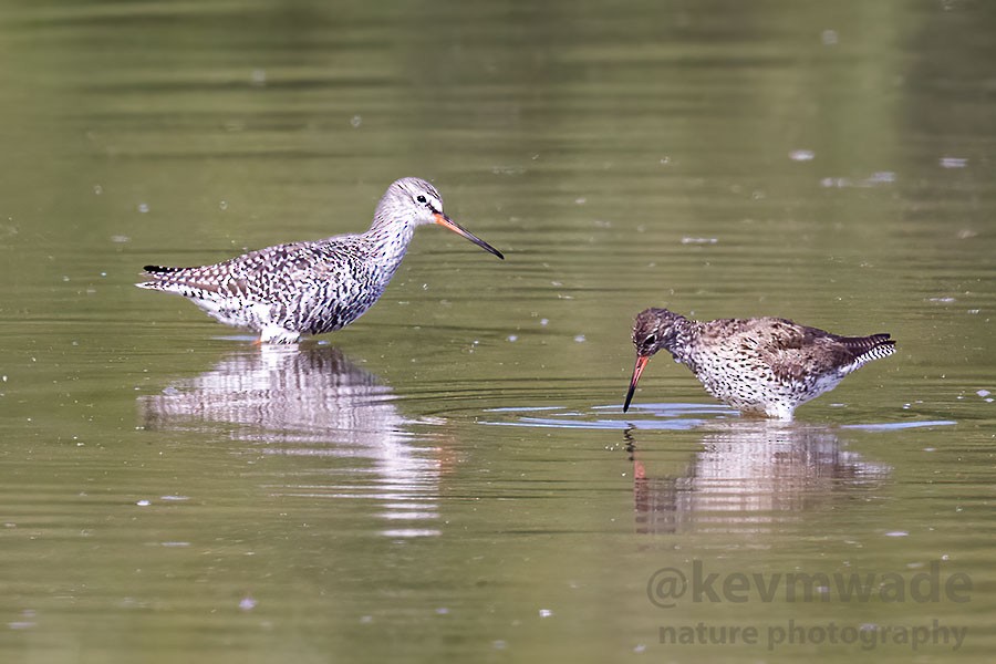 Spotted Redshank - ML616951480