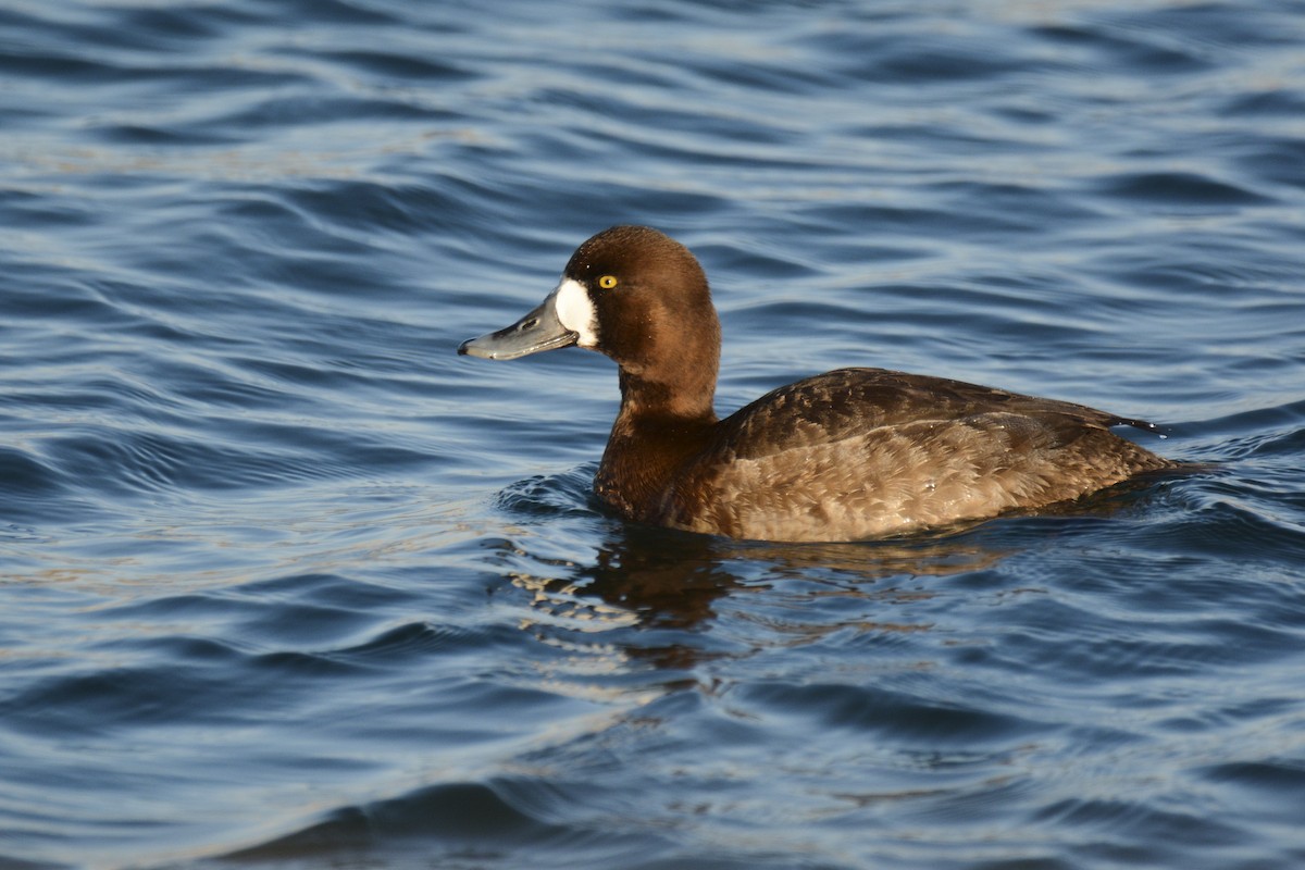 Greater Scaup - ML616951663