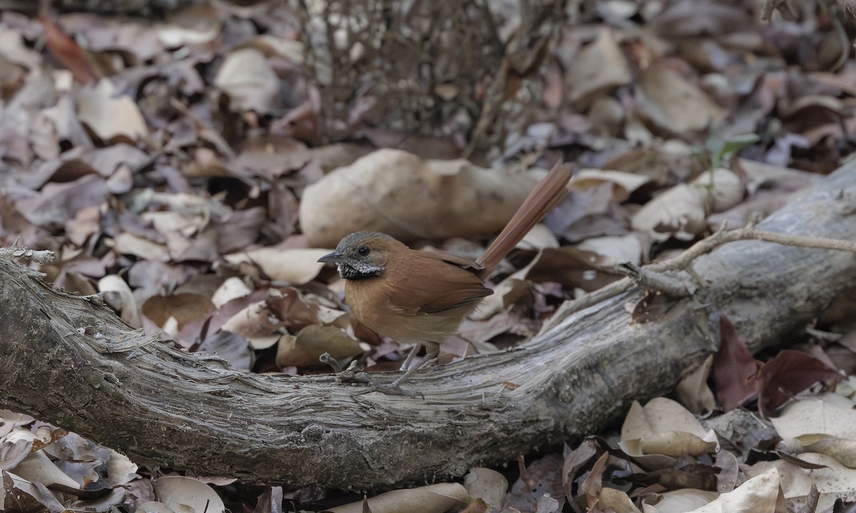 Hoary-throated Spinetail - ML616951697