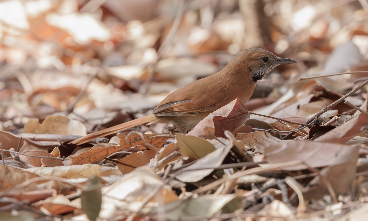 Hoary-throated Spinetail - ML616951710