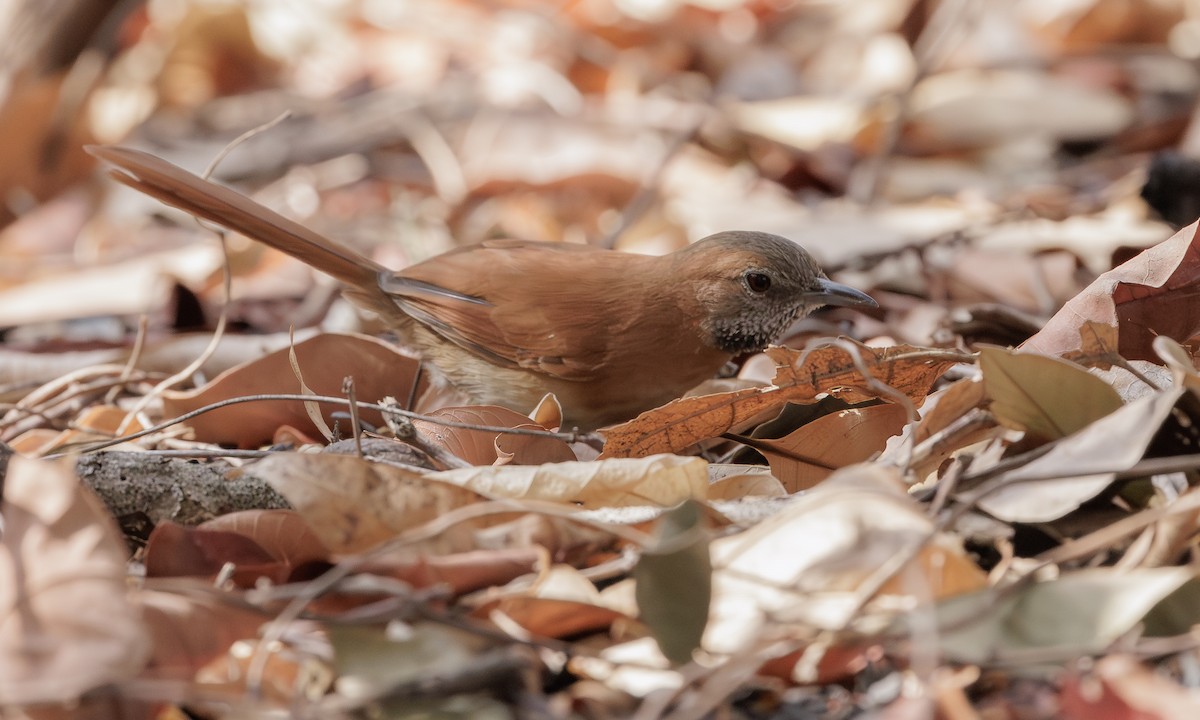 Hoary-throated Spinetail - ML616951711