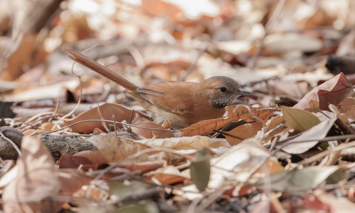 Hoary-throated Spinetail - ML616951712