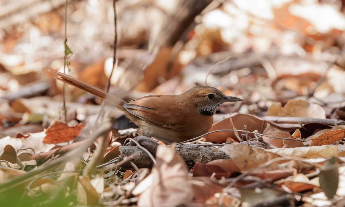 Hoary-throated Spinetail - ML616951713