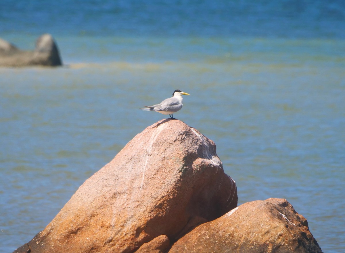 Great Crested Tern - ML616951718