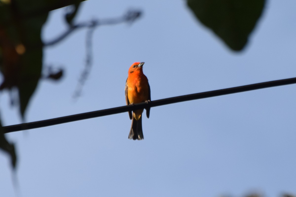 Flame-colored Tanager - ML616951751