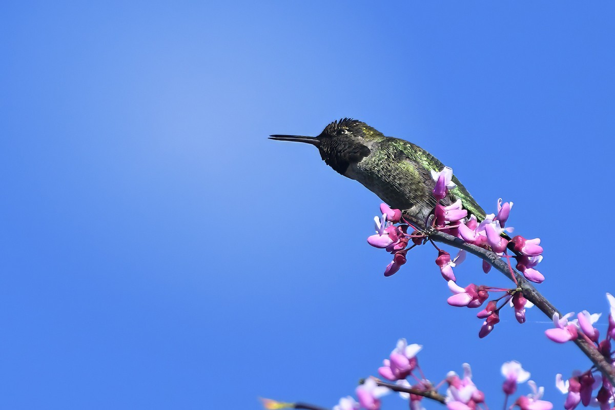Anna's Hummingbird - ML616951769
