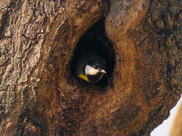 Nest in a tree cavity. - Great Tit - 