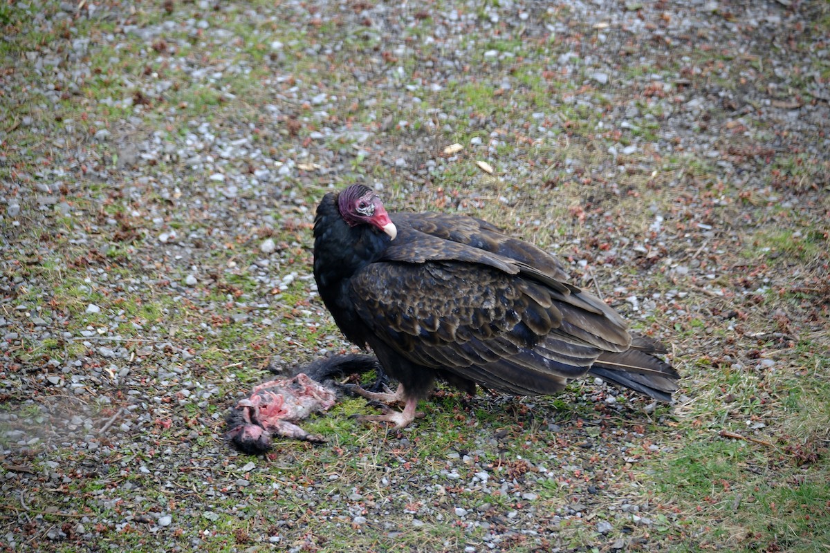 Turkey Vulture - Marlene Kraml