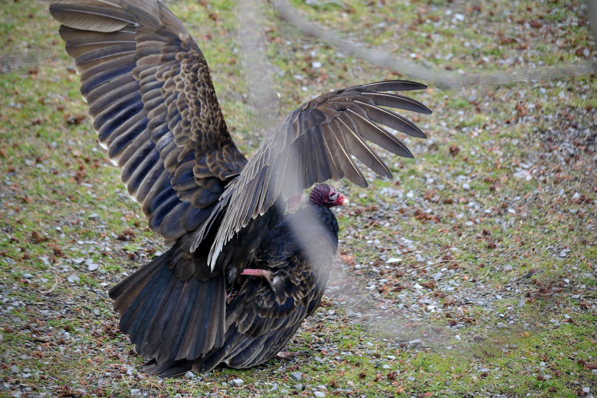 Turkey Vulture - Marlene Kraml