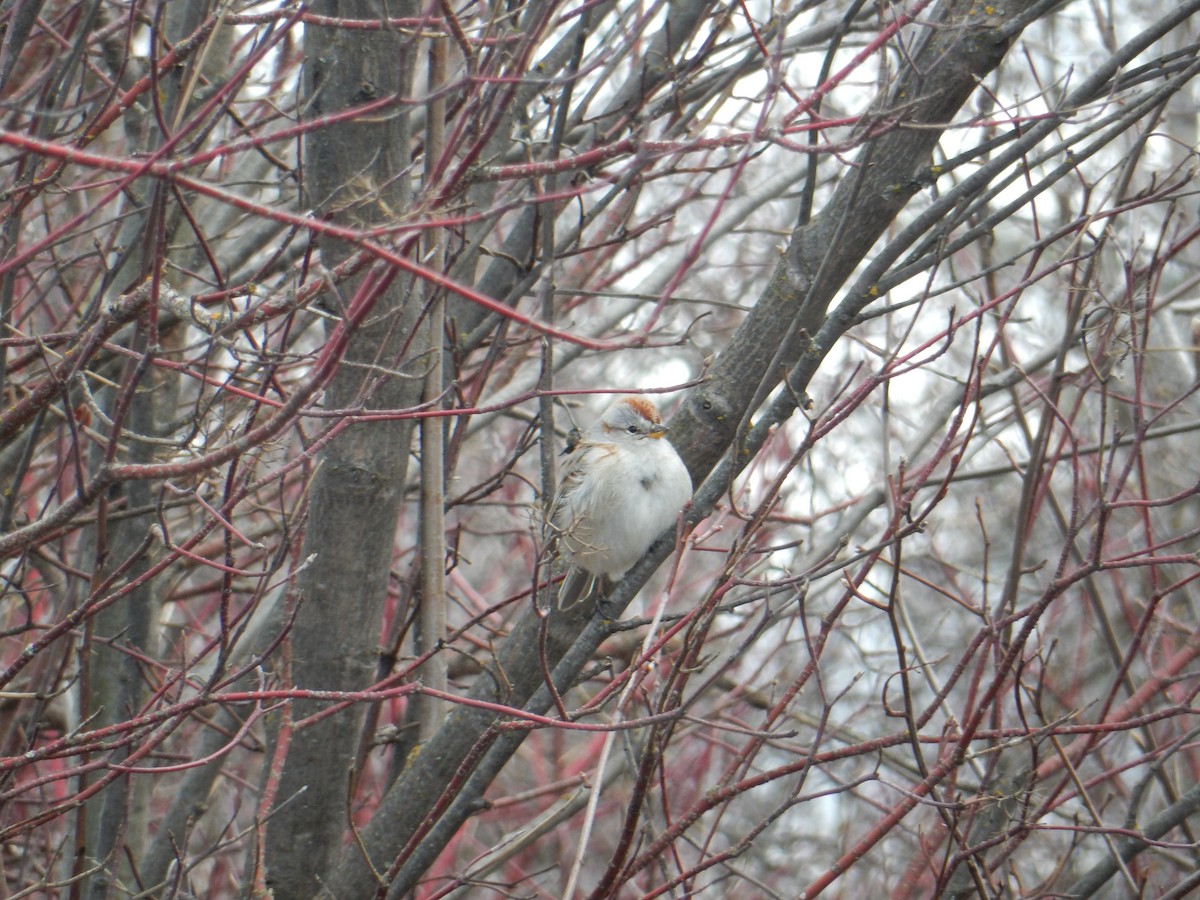 American Tree Sparrow - ML616951865