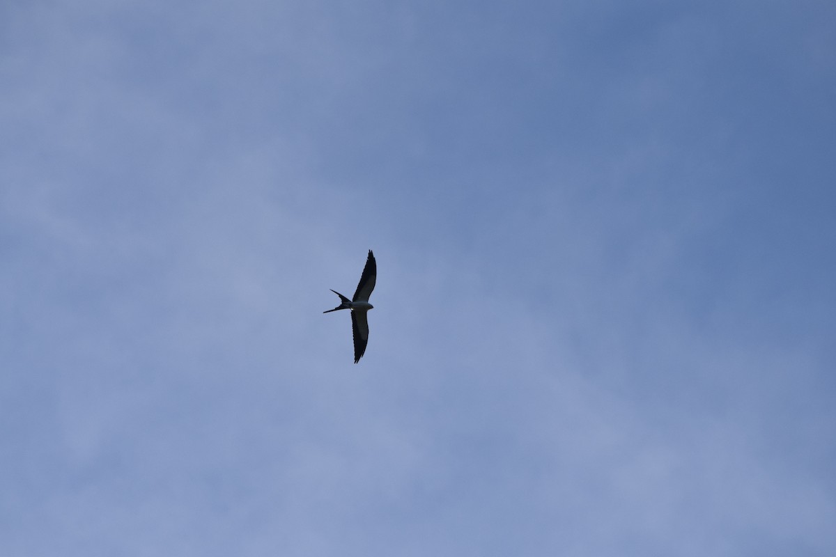 Swallow-tailed Kite - ML616952100