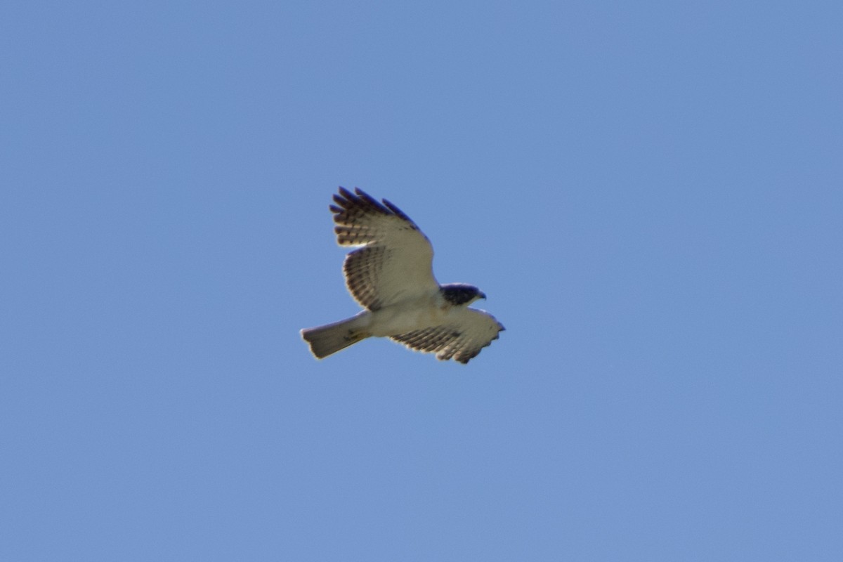 Short-tailed Hawk - ML616952106