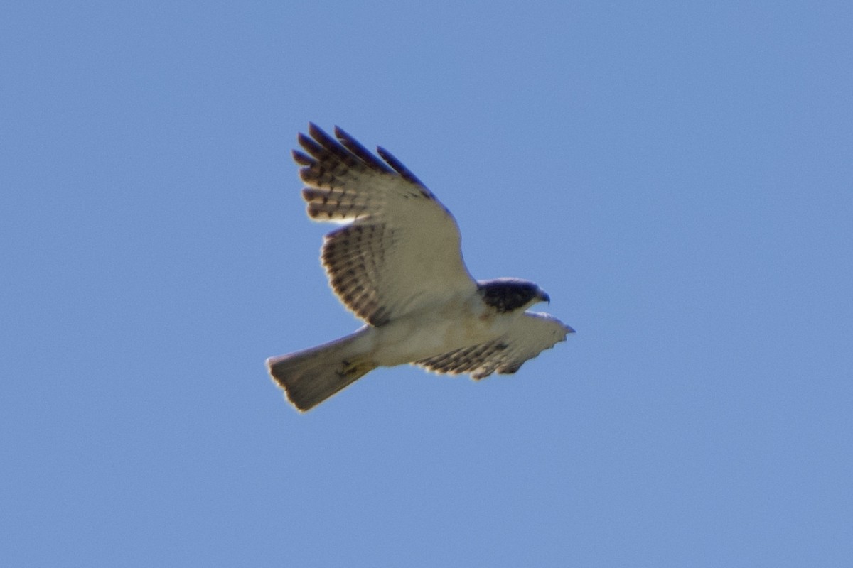 Short-tailed Hawk - ML616952107
