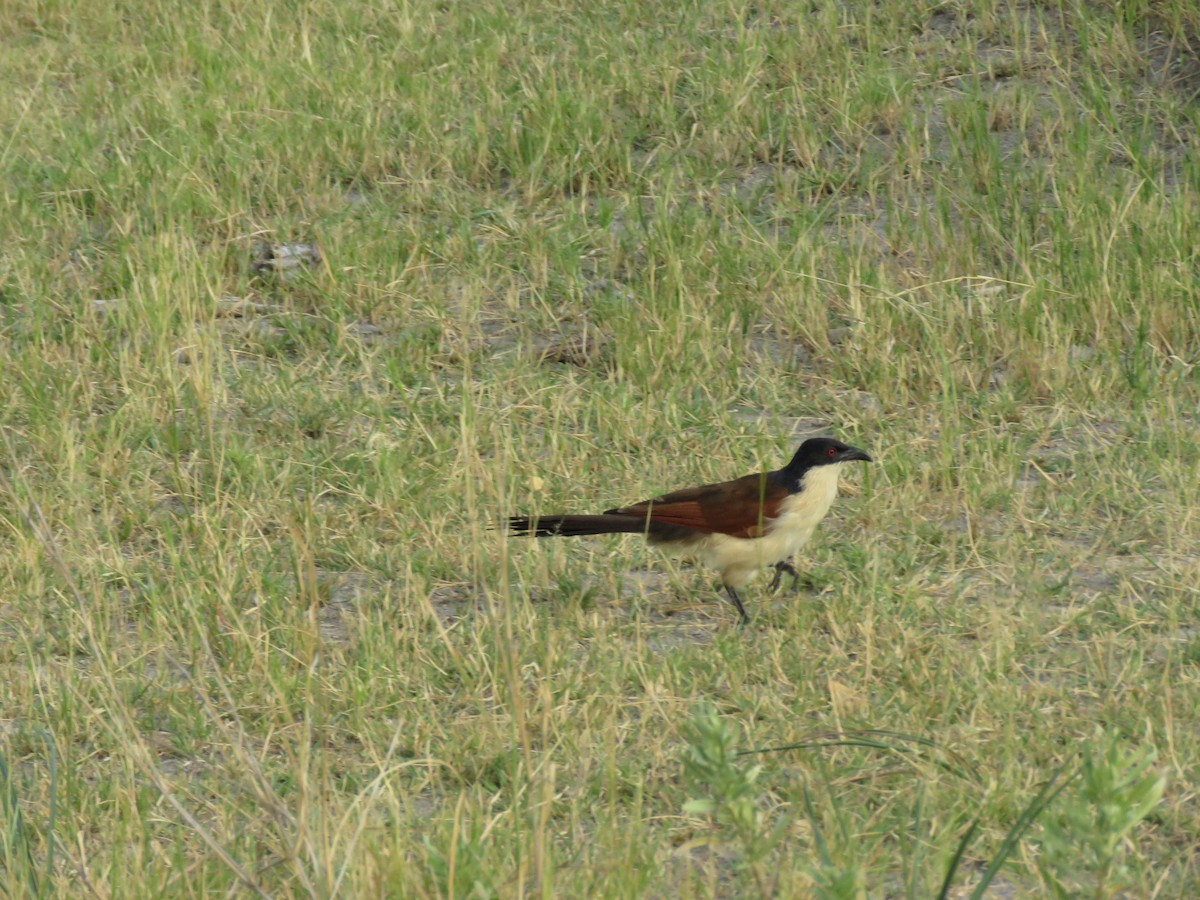 Coppery-tailed Coucal - ML616952148