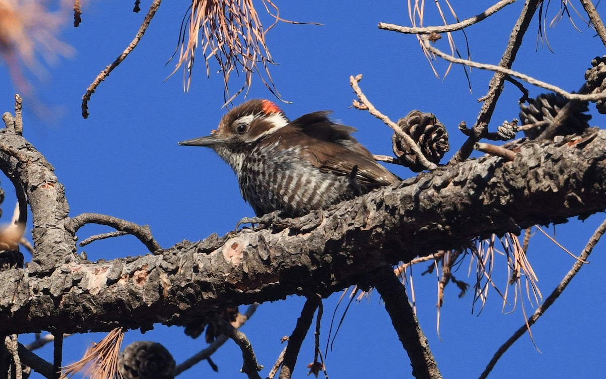 Arizona Woodpecker - ML616952152