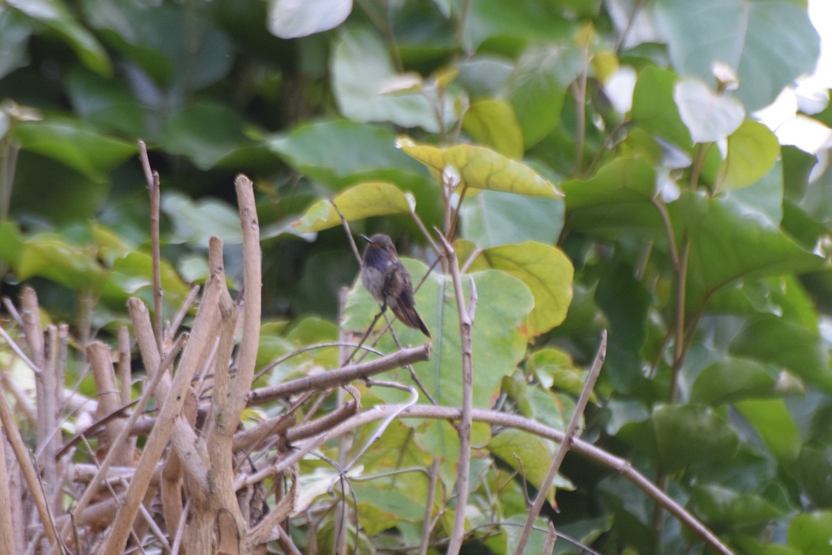 Volcano Hummingbird (Heliotrope-throated) - Jeffrey Greco