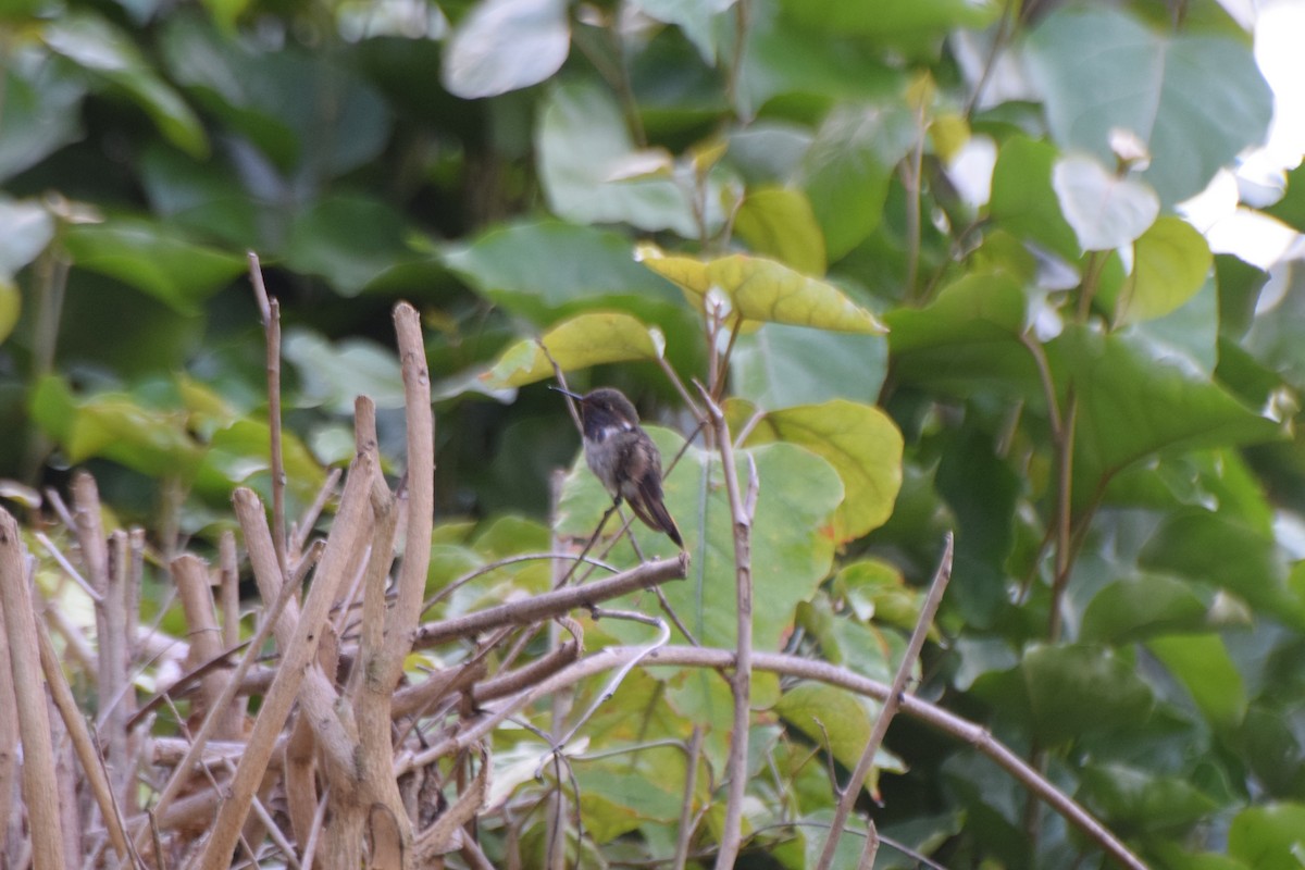 Volcano Hummingbird (Heliotrope-throated) - ML616952211