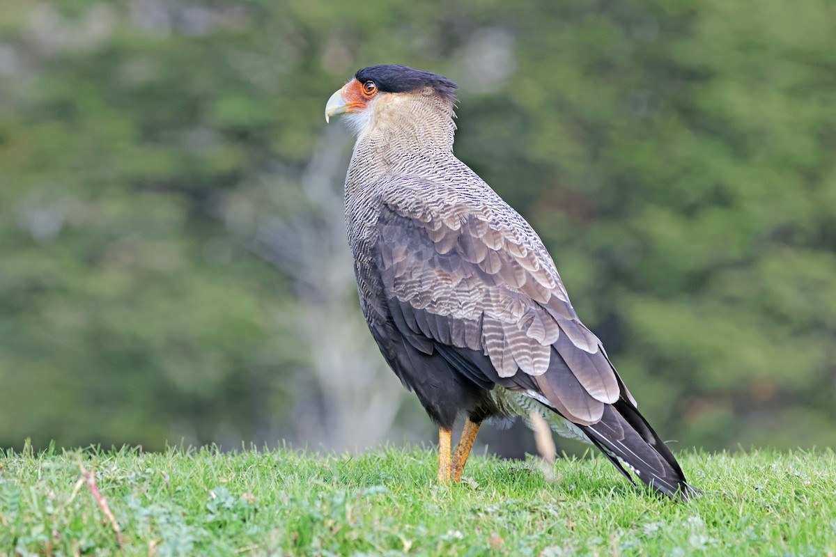 Crested Caracara (Southern) - ML616952265