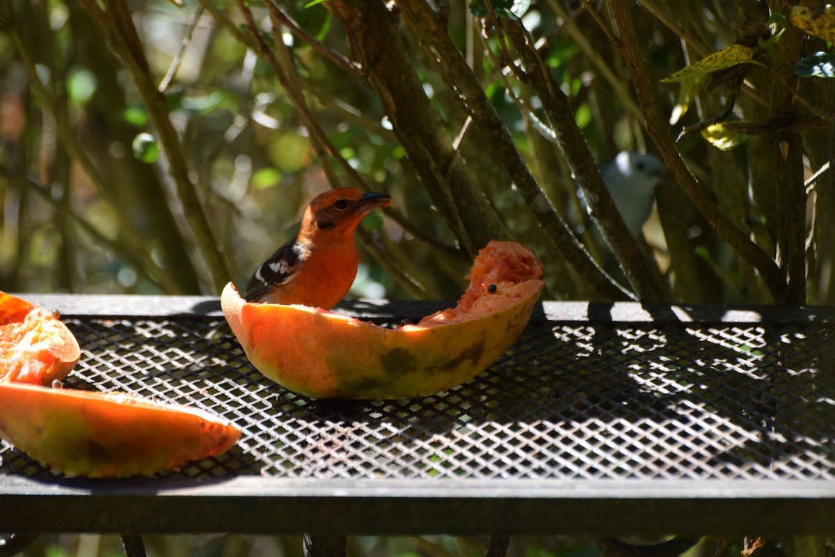Flame-colored Tanager - ML616952347