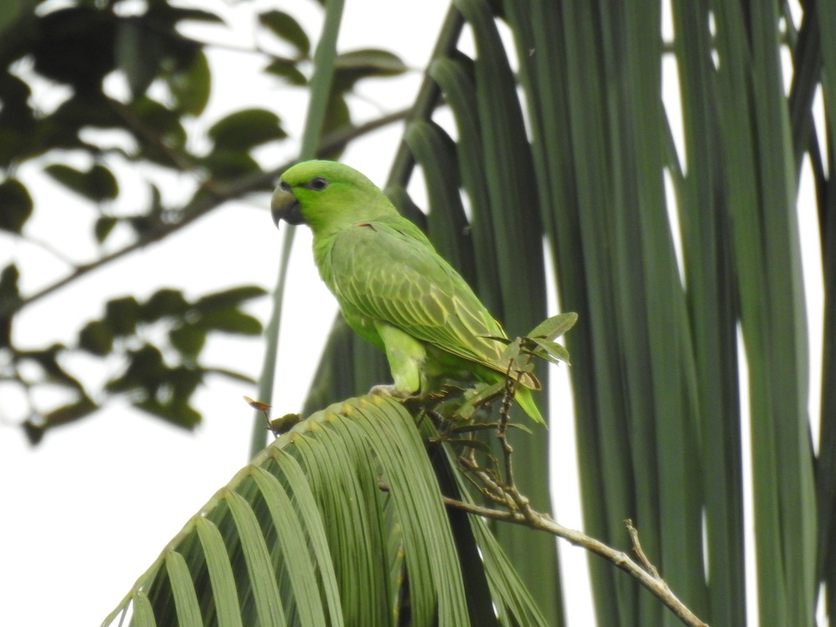 Short-tailed Parrot - Francisco Javier Alonso Acero  (Hotel Malokamazonas)