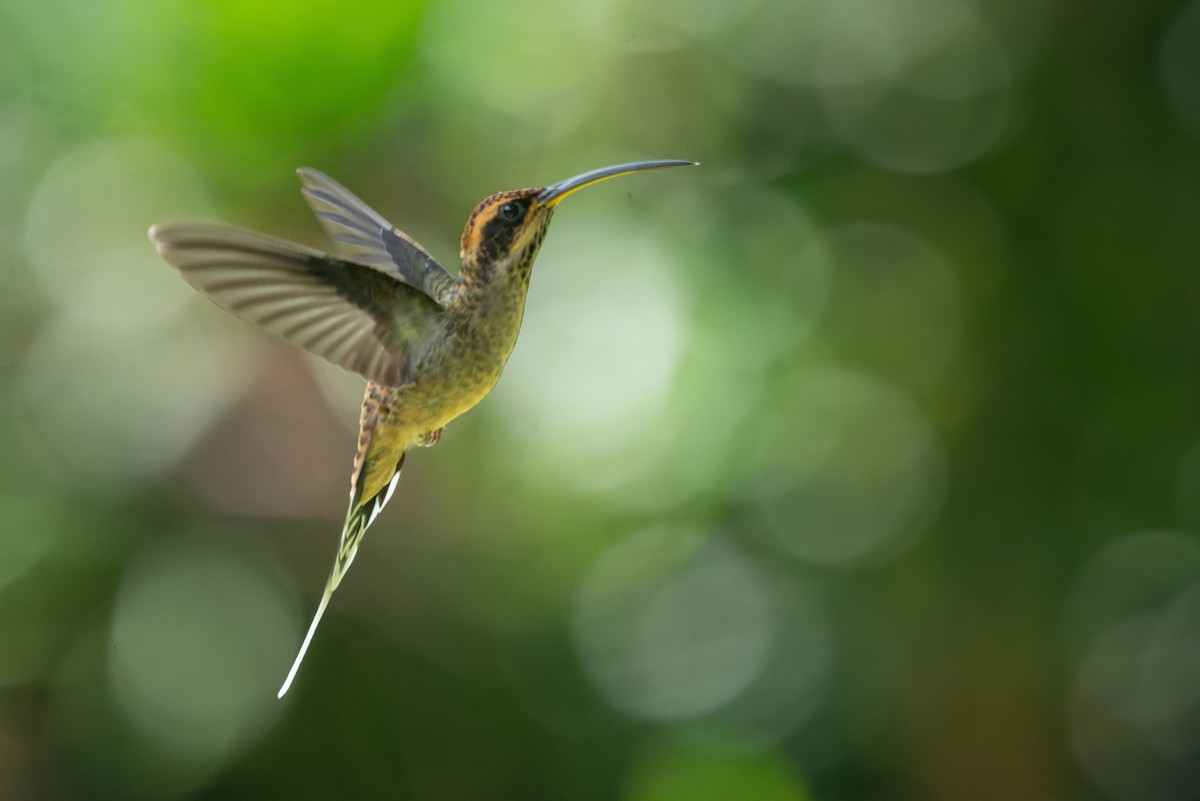 Scale-throated Hermit - ML616952372