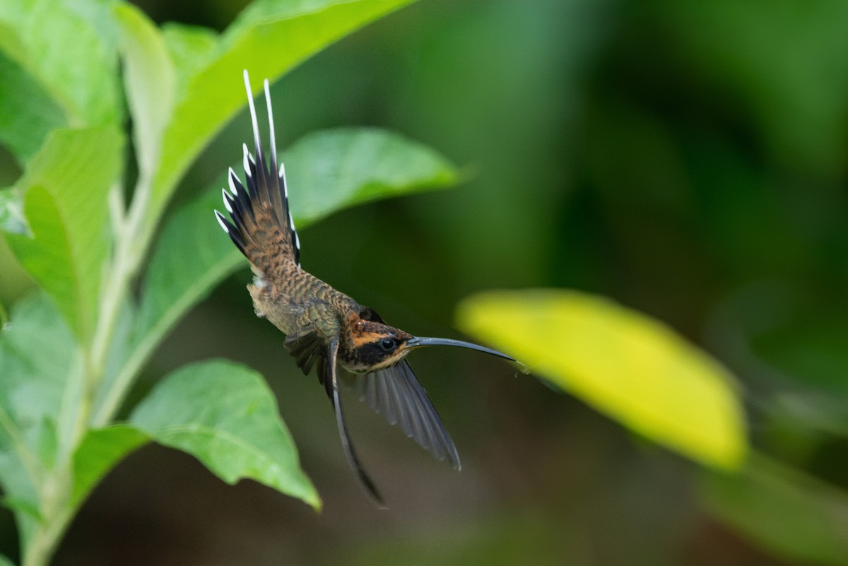 Scale-throated Hermit - ML616952374