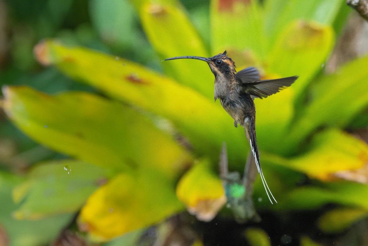 Scale-throated Hermit - ML616952375