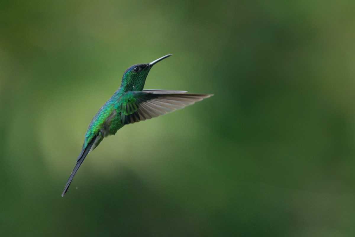 kolibřík fialovotemenný - ML616952462