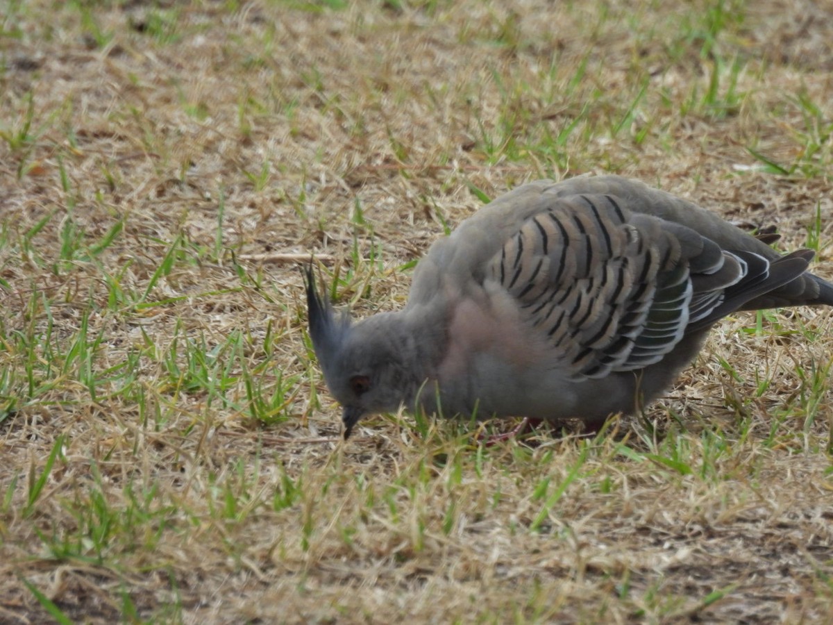Crested Pigeon - ML616952468