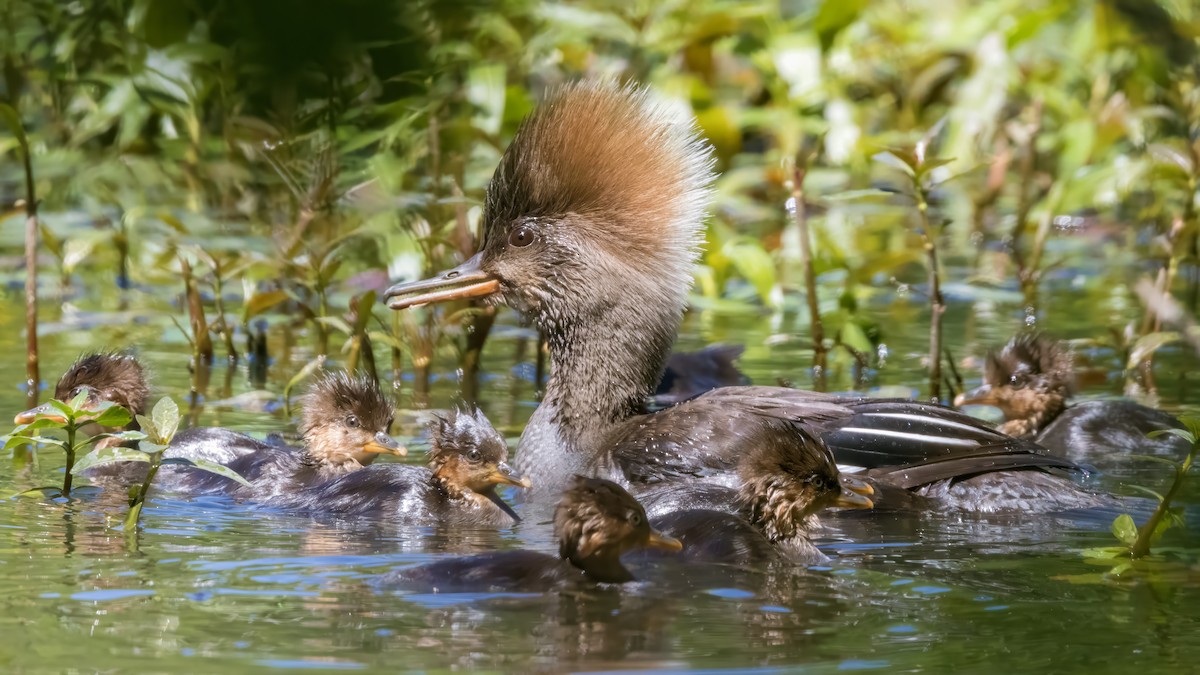 eBird Checklist - 5 Apr 2024 - White Rock Lake & Old Fish Hatchery (PPW ...