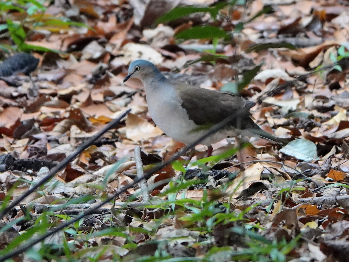 Gray-headed Dove - ML616952500
