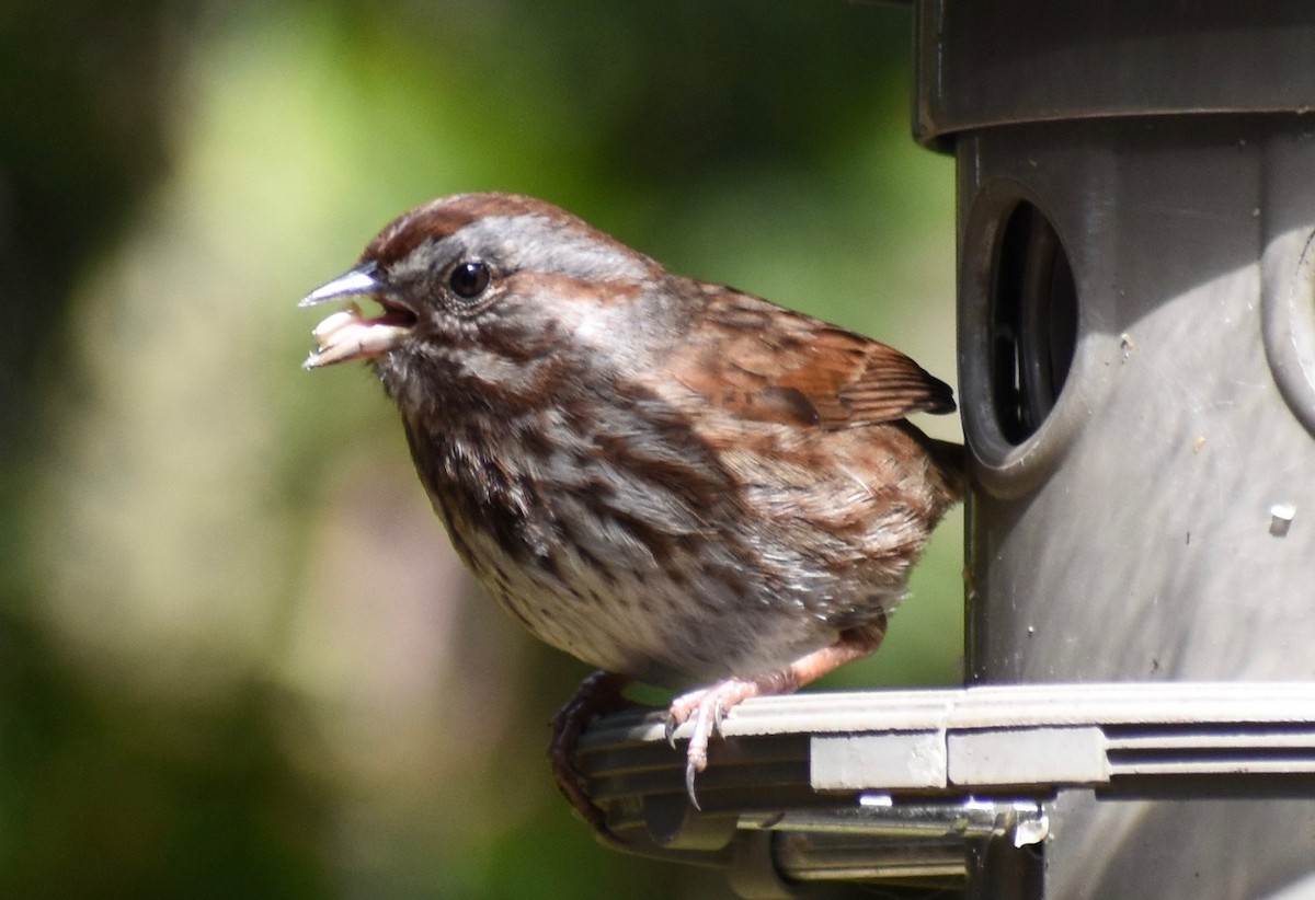 Song Sparrow (rufina Group) - ML616952512