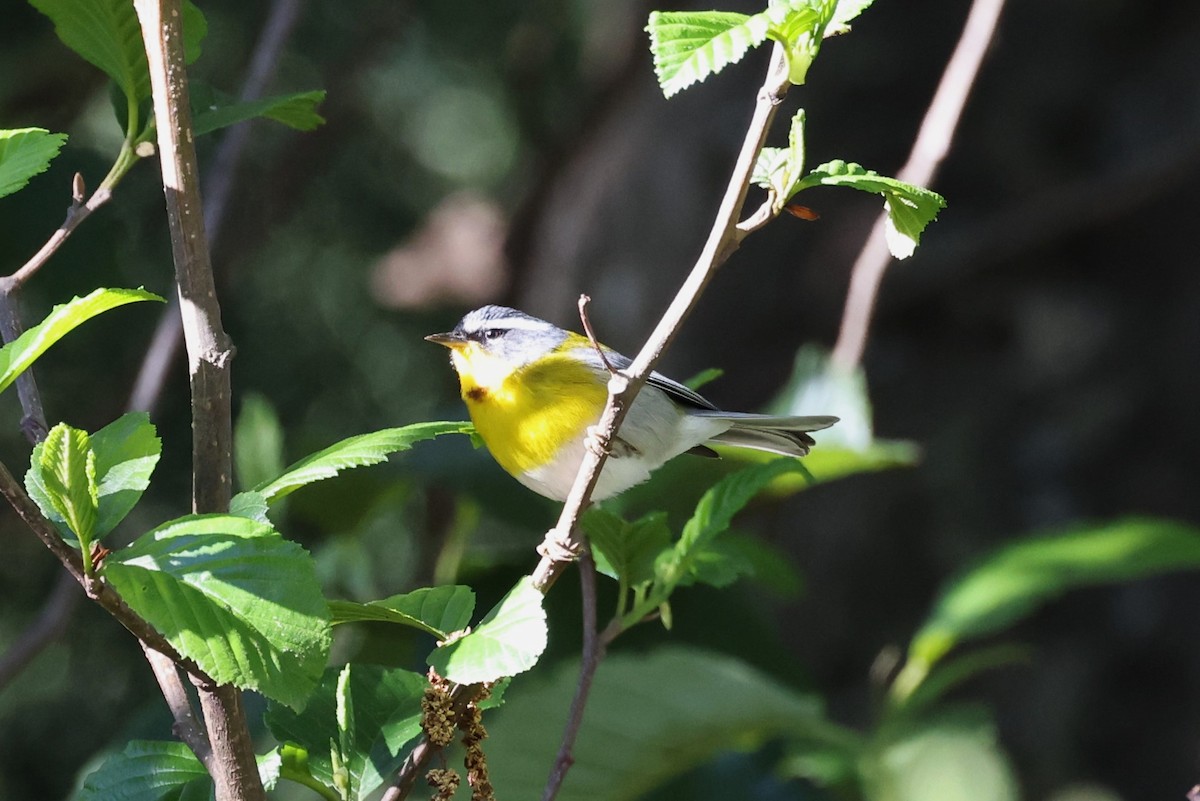 Crescent-chested Warbler - ML616952566
