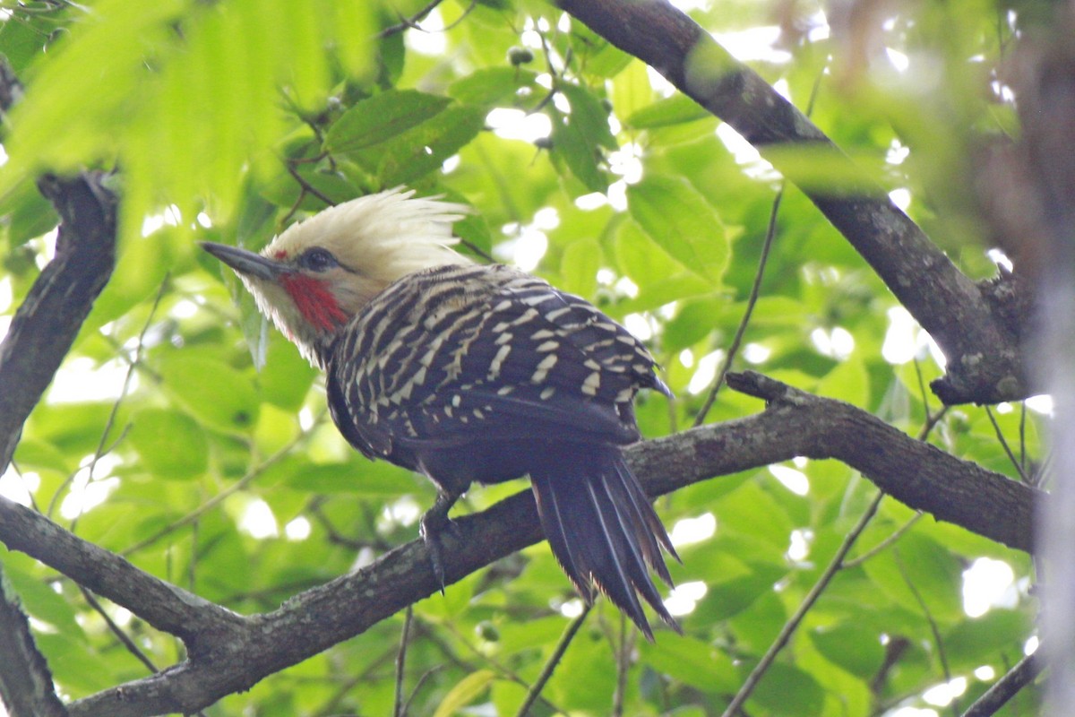 Blond-crested Woodpecker - ML616952586