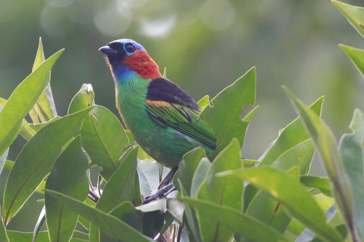 Red-necked Tanager - ML616952656