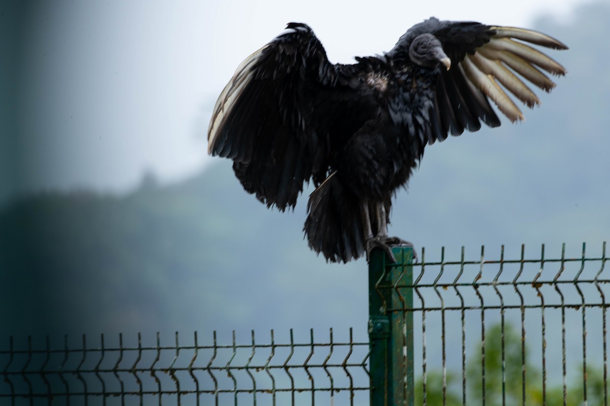 Black Vulture - ML616952680