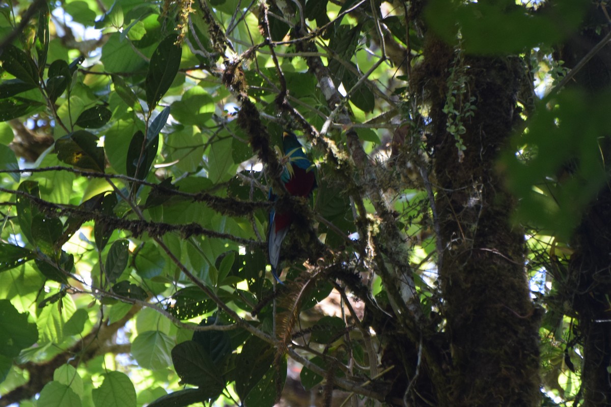 Resplendent Quetzal (Costa Rican) - Jeffrey Greco