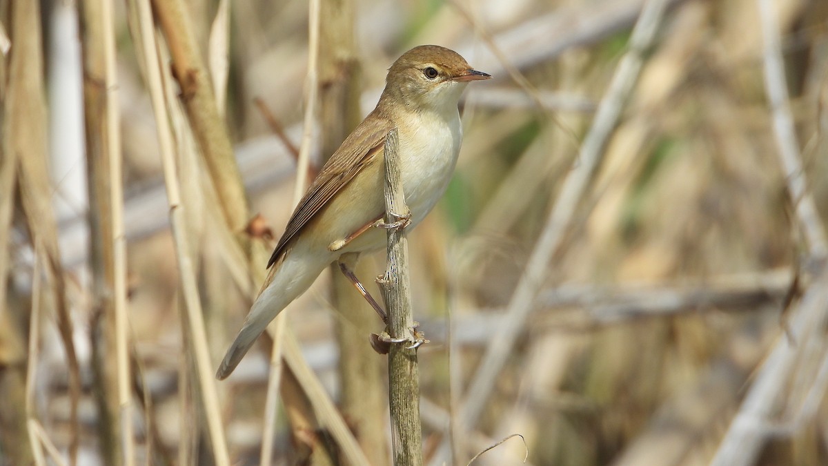Common Reed Warbler - ML616952870