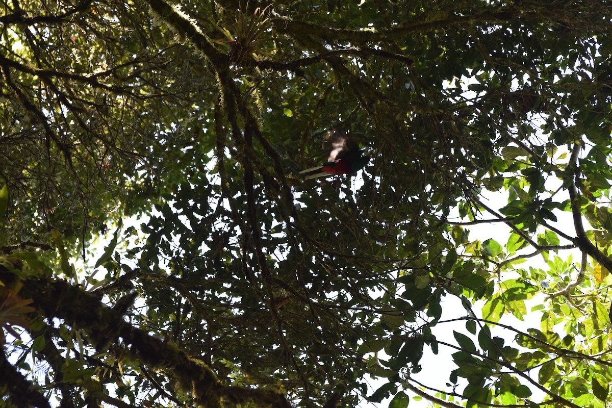 Resplendent Quetzal (Costa Rican) - ML616952888