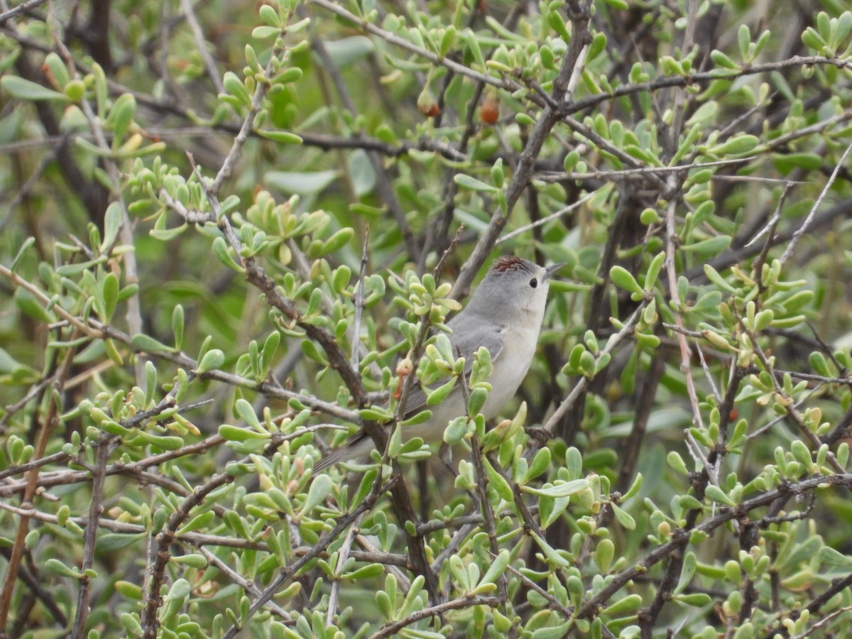 Lucy's Warbler - ML616952901