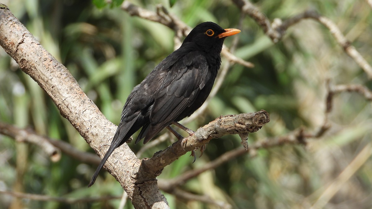 Eurasian Blackbird - ML616952937