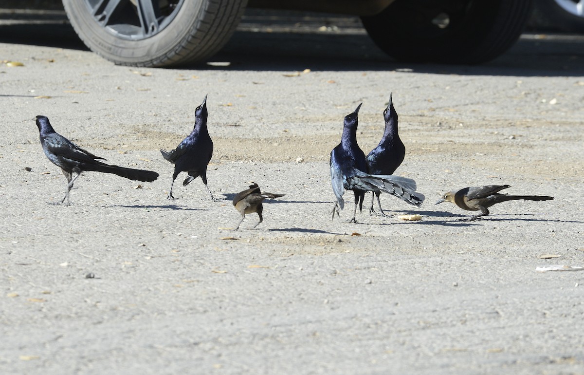 Great-tailed Grackle - ML616952987