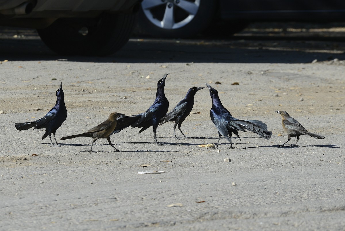 Great-tailed Grackle - ML616952991