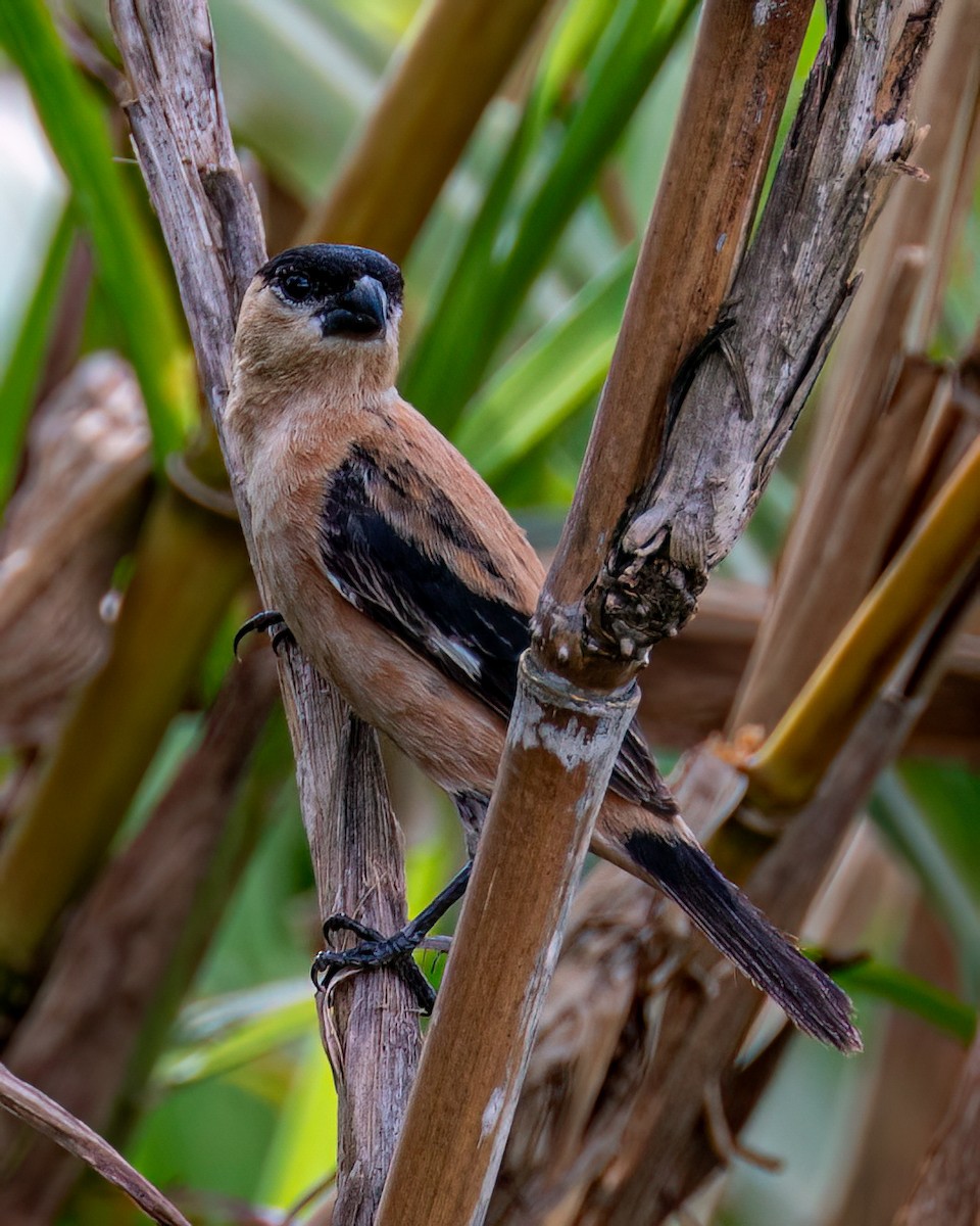 Copper Seedeater - ML616953048