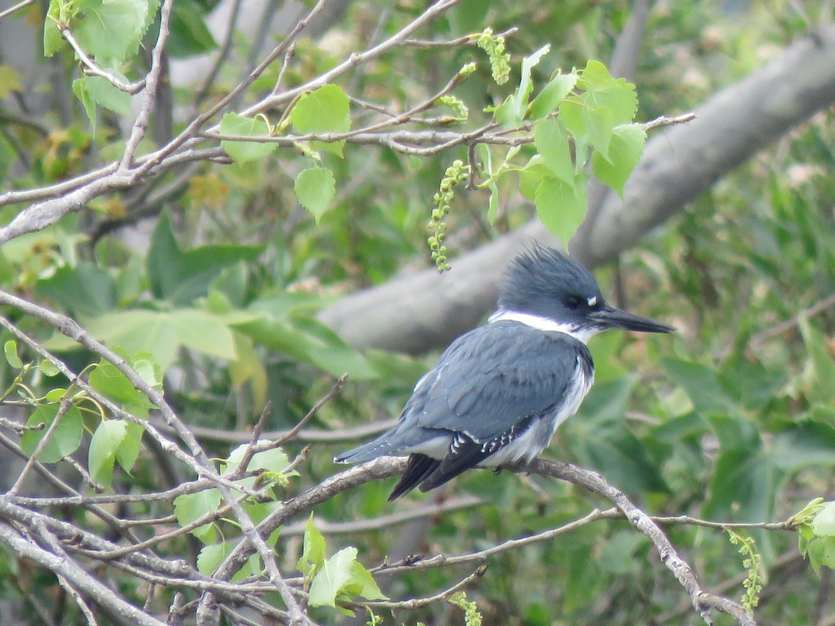 Belted Kingfisher - ML616953169