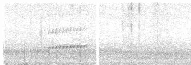 Microtyran oreillard - ML616953185
