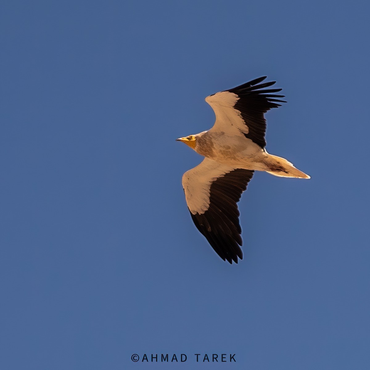 Egyptian Vulture - Ahmad Tarek