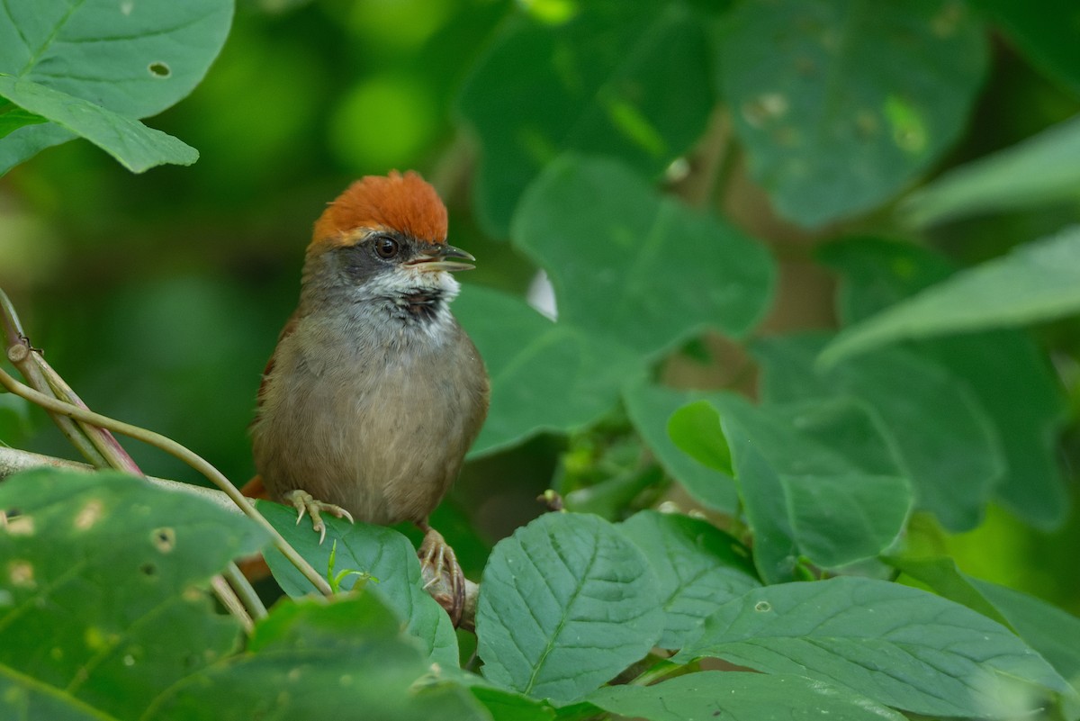 Rufous-capped Spinetail - ML616953204
